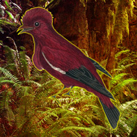 EscapeBuddies Save the Crimson Fruitcrow