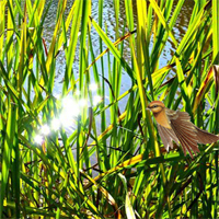 Wow Family Escape From Tall Grass