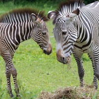 Zebra Forest Escape HTML5