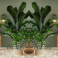 Jungle Wallpaper House Escape HTML5