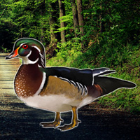 Forest Wood Duck Rescue