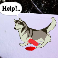 Escape Game Save The Sled Dog