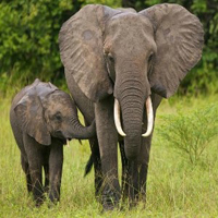 Living Elephant Land Escape HTML5