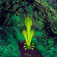 Cursed Lady Bug Escape HTML5