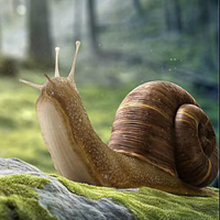 Illusionist Snail Forest Escape HTML5