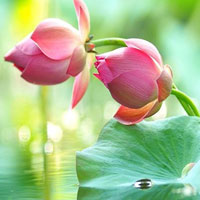 Alluring Lotus Land Escape HTML5